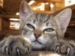 Милые и забавные: Магия котиков, захватывающая внимание в эпоху интернета
