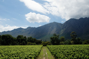 Путешествие в винодельни Африки: виноградники Кейптауна